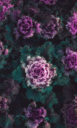 cabbage, vegetable Wallpaper 1200x2000