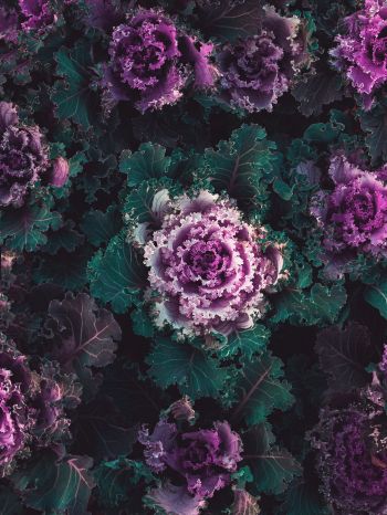 cabbage, vegetable Wallpaper 1668x2224