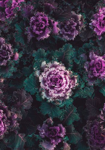 cabbage, vegetable Wallpaper 1668x2388
