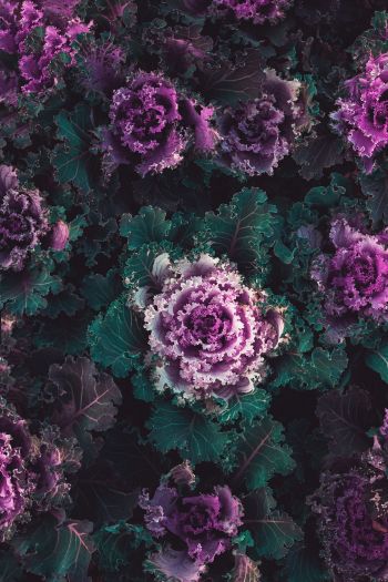 cabbage, vegetable Wallpaper 640x960