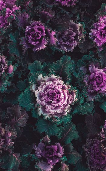 cabbage, vegetable Wallpaper 1200x1920
