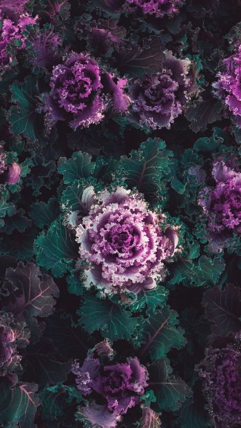 cabbage, vegetable Wallpaper 640x1136