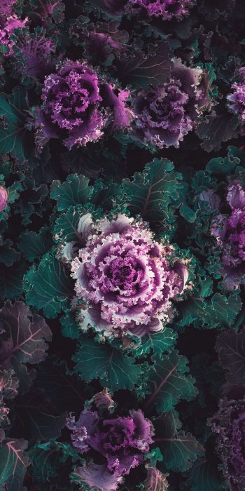 cabbage, vegetable Wallpaper 720x1440
