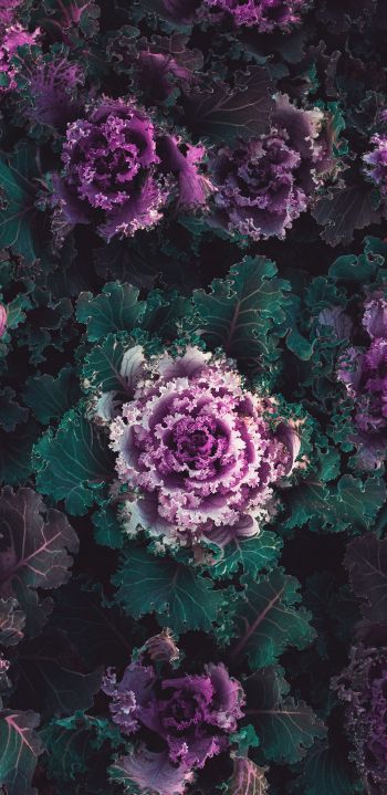 cabbage, vegetable Wallpaper 1440x2960
