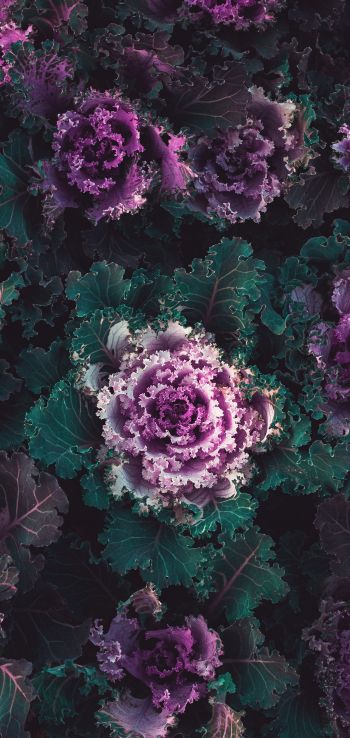 cabbage, vegetable Wallpaper 720x1520