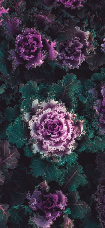 cabbage, vegetable Wallpaper 1284x2778