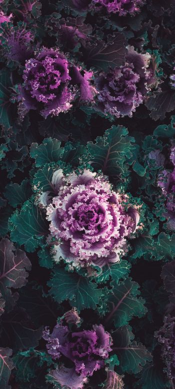 cabbage, vegetable Wallpaper 720x1600