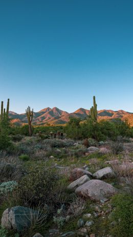 Arizona, cacti, mountains Wallpaper 1440x2560