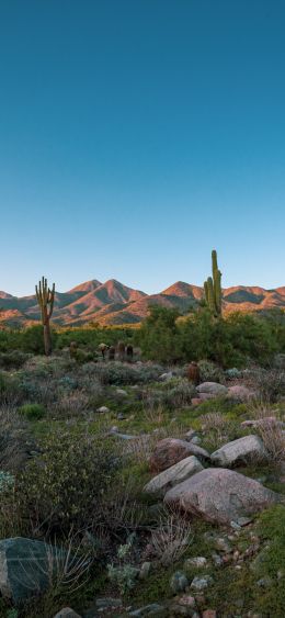 Arizona, cacti, mountains Wallpaper 1080x2340