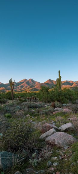 Arizona, cacti, mountains Wallpaper 1080x2400