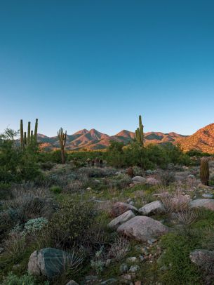 Arizona, cacti, mountains Wallpaper 1536x2048
