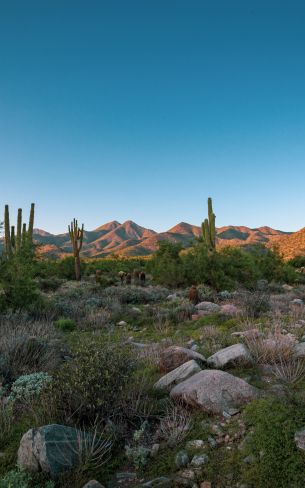 Arizona, cacti, mountains Wallpaper 800x1280