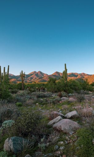 Arizona, cacti, mountains Wallpaper 1200x2000