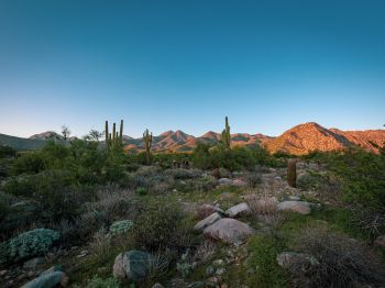 Arizona, cacti, mountains Wallpaper 1024x768