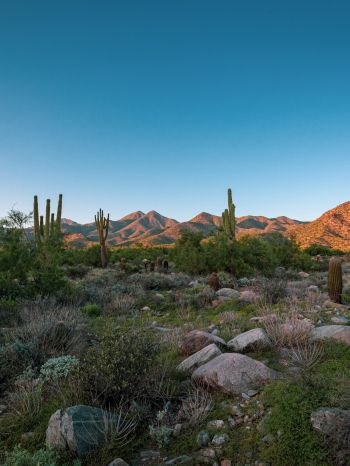 Arizona, cacti, mountains Wallpaper 2048x2732
