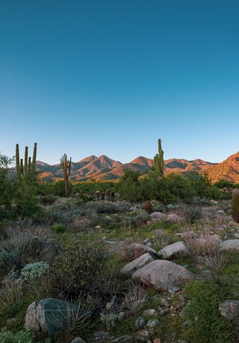 Arizona, cacti, mountains Wallpaper 1668x2388