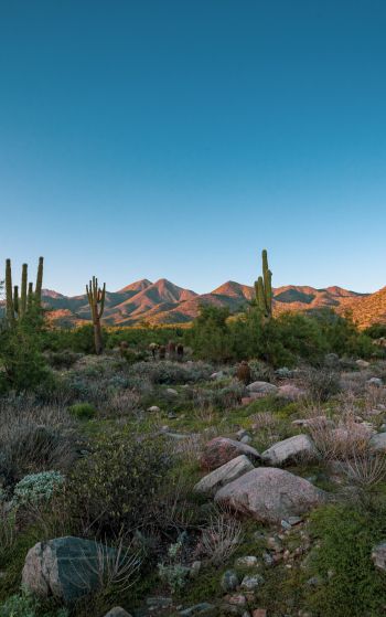 Arizona, cacti, mountains Wallpaper 1752x2800