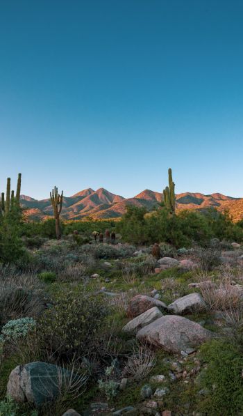 Arizona, cacti, mountains Wallpaper 600x1024