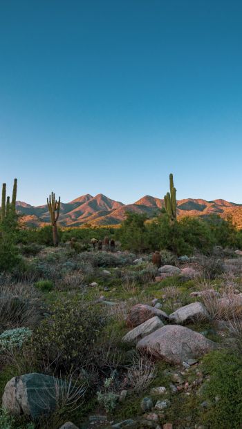 Arizona, cacti, mountains Wallpaper 640x1136