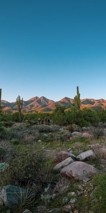 Arizona, cacti, mountains Wallpaper 720x1440