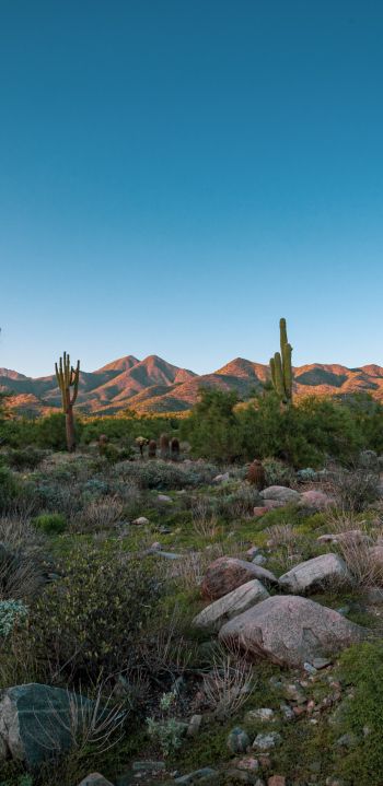 Arizona, cacti, mountains Wallpaper 1440x2960