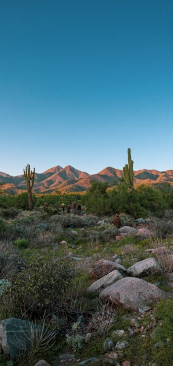 Arizona, cacti, mountains Wallpaper 1080x2280