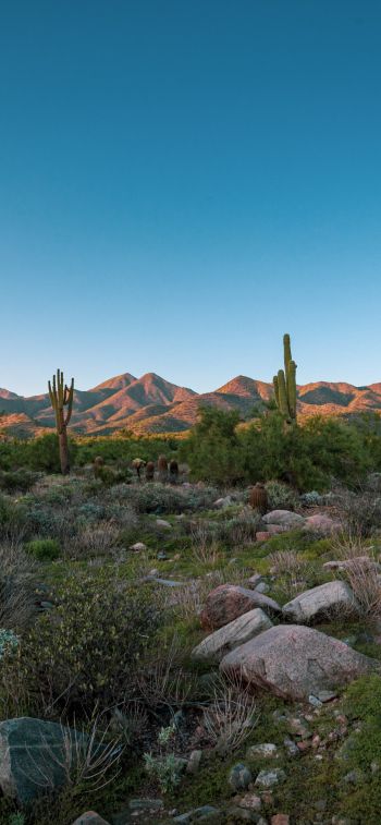 Arizona, cacti, mountains Wallpaper 1125x2436