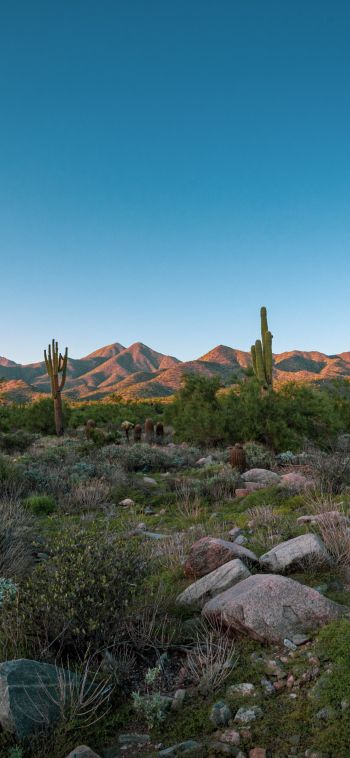 Arizona, cacti, mountains Wallpaper 1080x2340