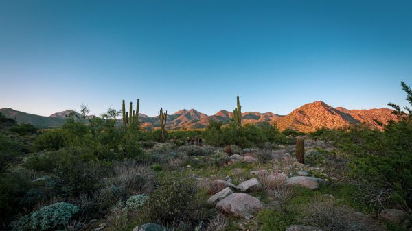Arizona, cacti, mountains Wallpaper 3840x2160