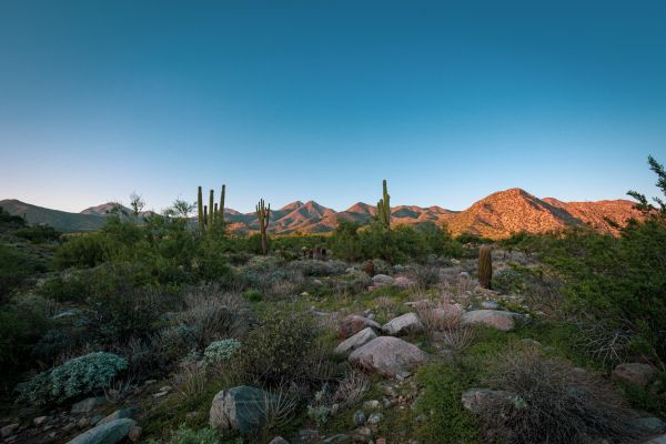 Arizona, cacti, mountains Wallpaper 5472x3648