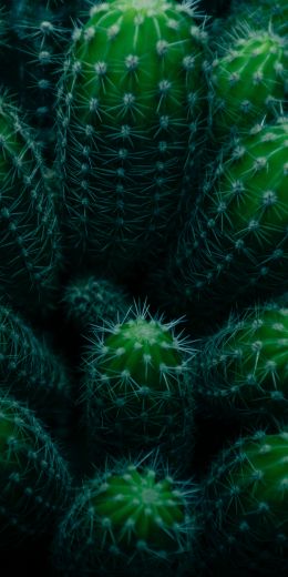 plant, cactus Wallpaper 720x1440