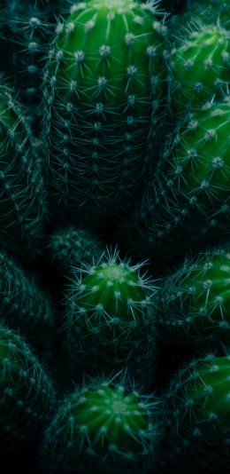 plant, cactus Wallpaper 1440x2960