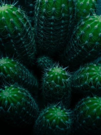 plant, cactus Wallpaper 1536x2048