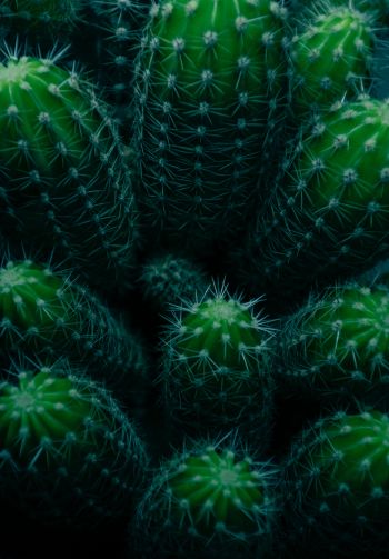 plant, cactus Wallpaper 1640x2360