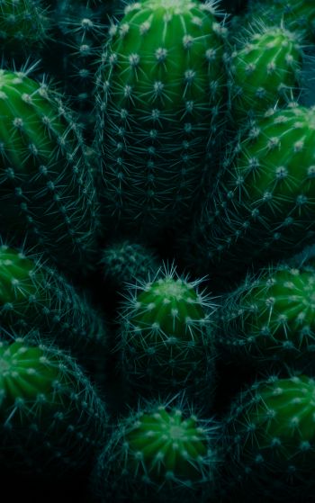 plant, cactus Wallpaper 1752x2800