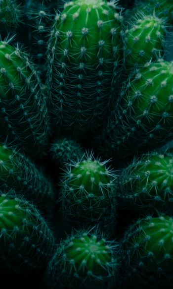 plant, cactus Wallpaper 1200x2000