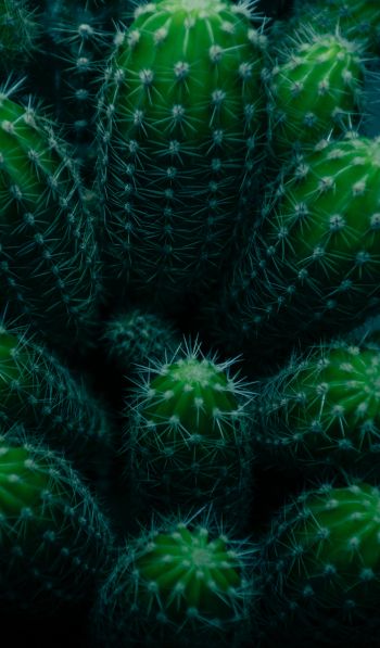 plant, cactus Wallpaper 600x1024