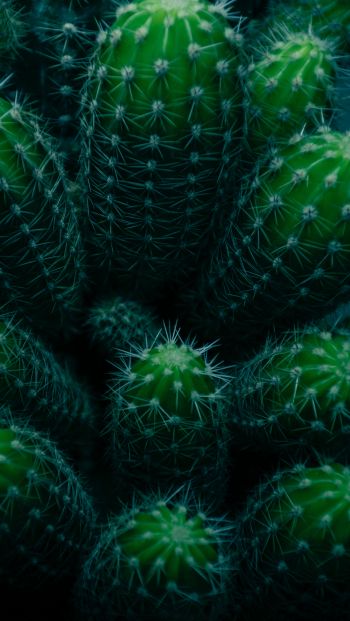 plant, cactus Wallpaper 640x1136