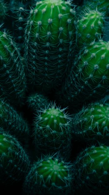 plant, cactus Wallpaper 1440x2560