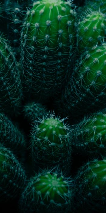plant, cactus Wallpaper 720x1440
