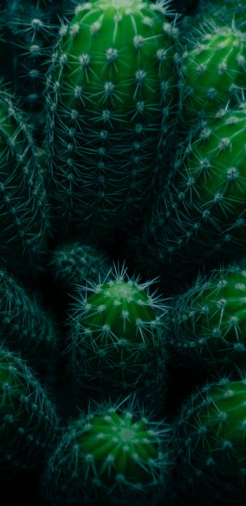 plant, cactus Wallpaper 1080x2220