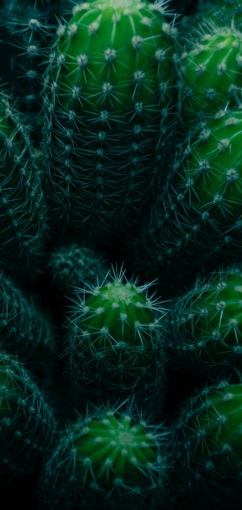 plant, cactus Wallpaper 1440x3040