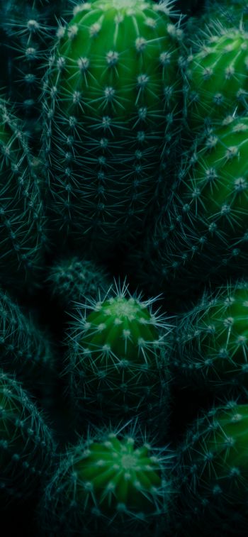 plant, cactus Wallpaper 828x1792
