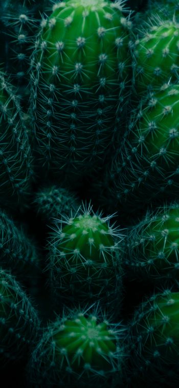 plant, cactus Wallpaper 1080x2340