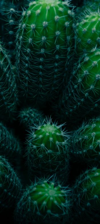 plant, cactus Wallpaper 720x1600