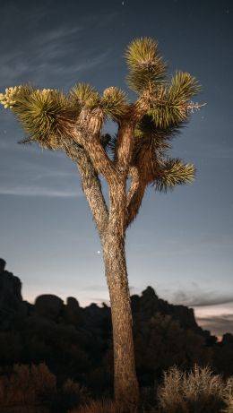 California, USA Wallpaper 640x1136