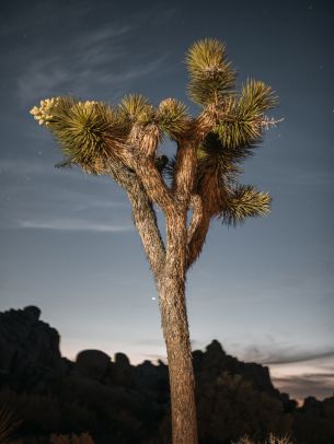 California, USA Wallpaper 1668x2224