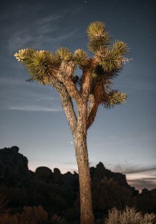 California, USA Wallpaper 1640x2360