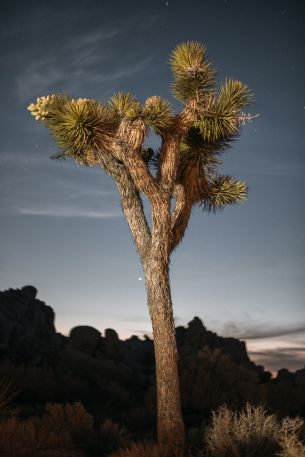 California, USA Wallpaper 640x960