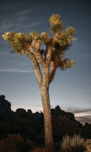 California, USA Wallpaper 1200x2000